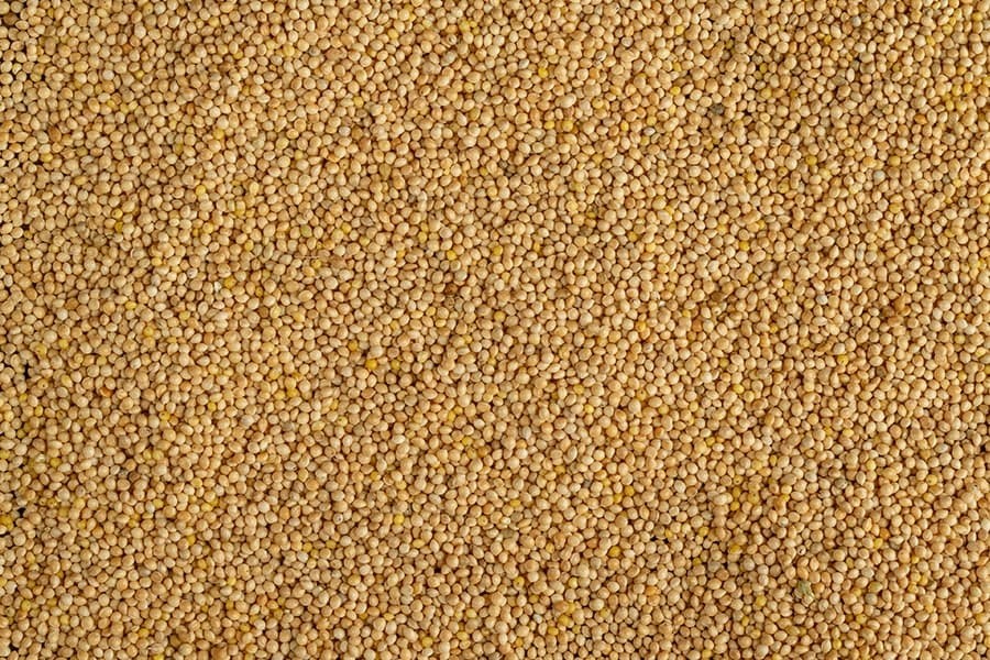 Seminţe de mei SipCarp 1kg